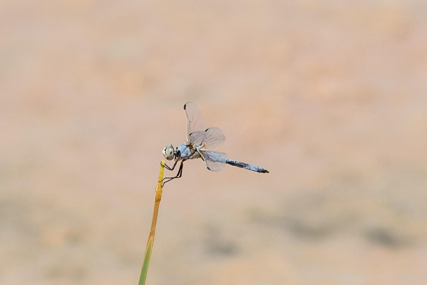 Bleached Skimmer Photo by Jeff Bray