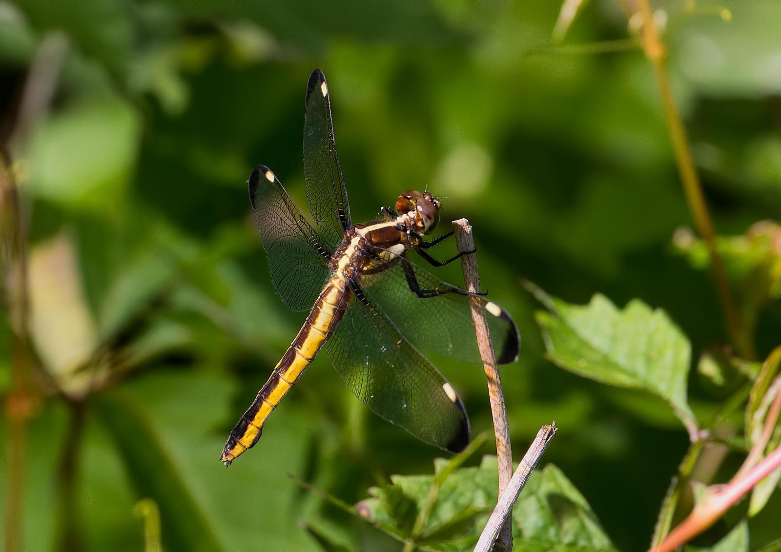 Spangled Skimmer Photo by Michael Moore