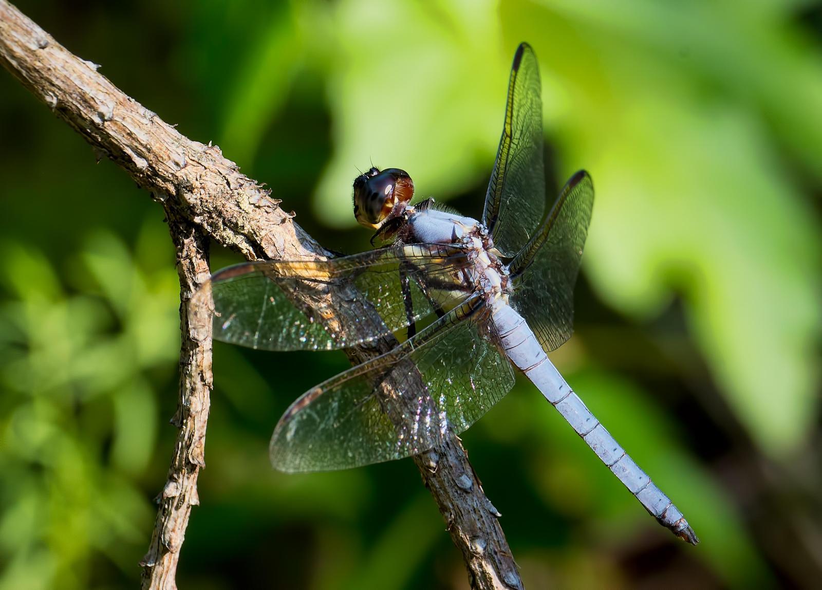 Yellow-sided Skimmer Photo by Michael Moore