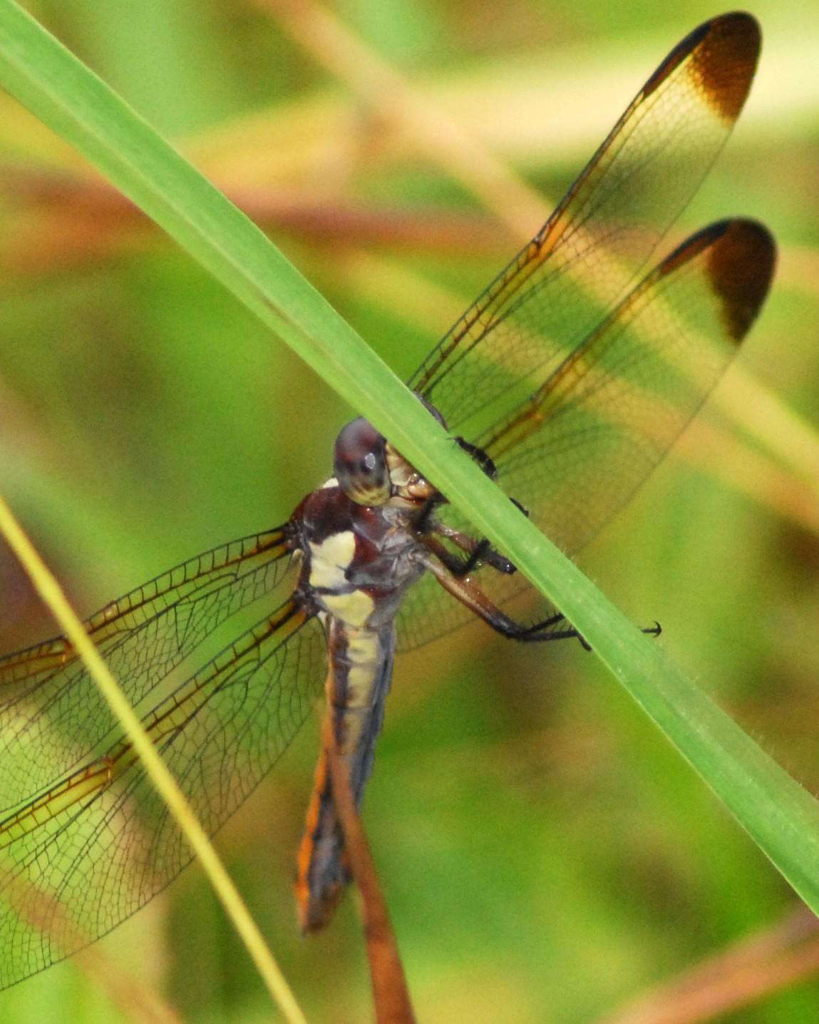 Yellow-sided Skimmer Photo by David Hollie