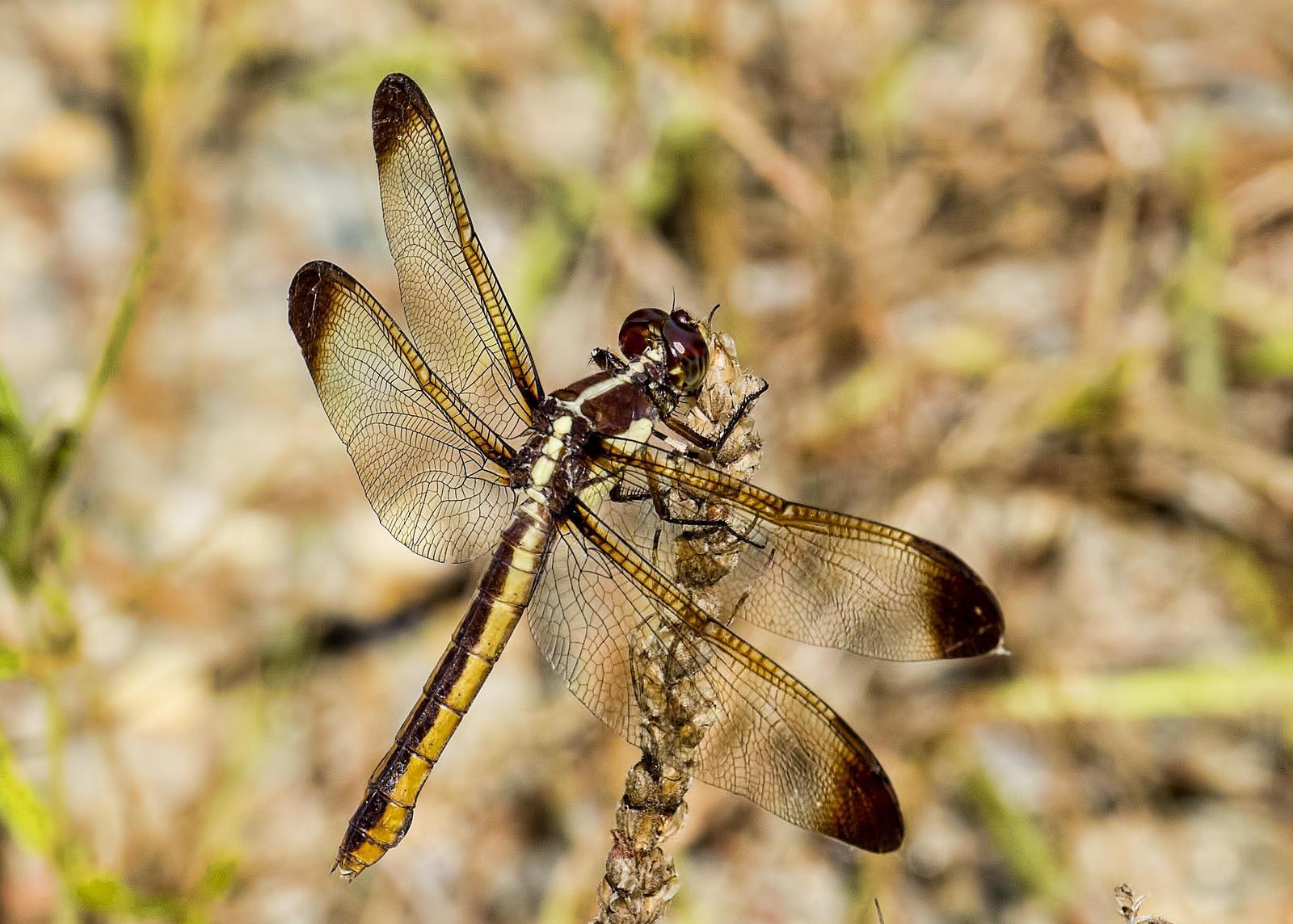 Yellow-sided Skimmer Photo by Michael Moore