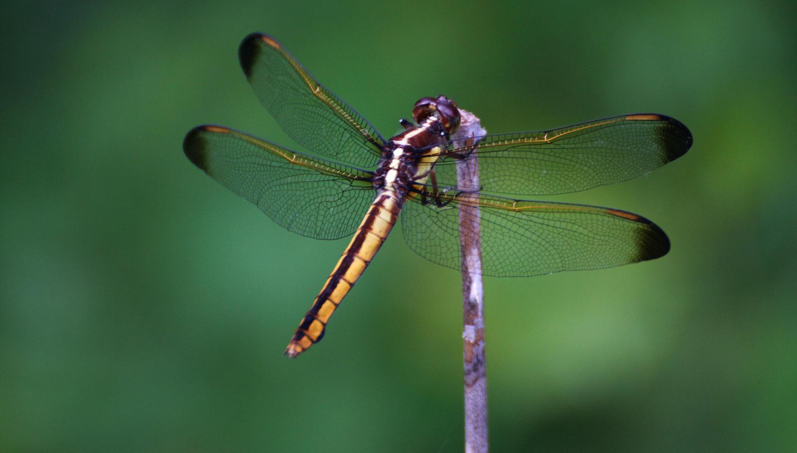 Yellow-sided Skimmer Photo by Andrew Theus