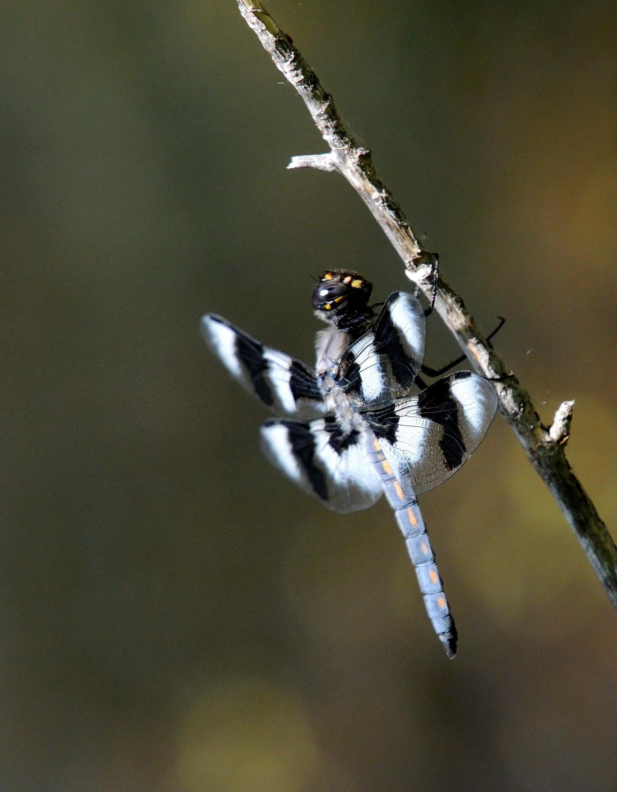 Eight-spotted Skimmer Photo by Steven Mlodinow