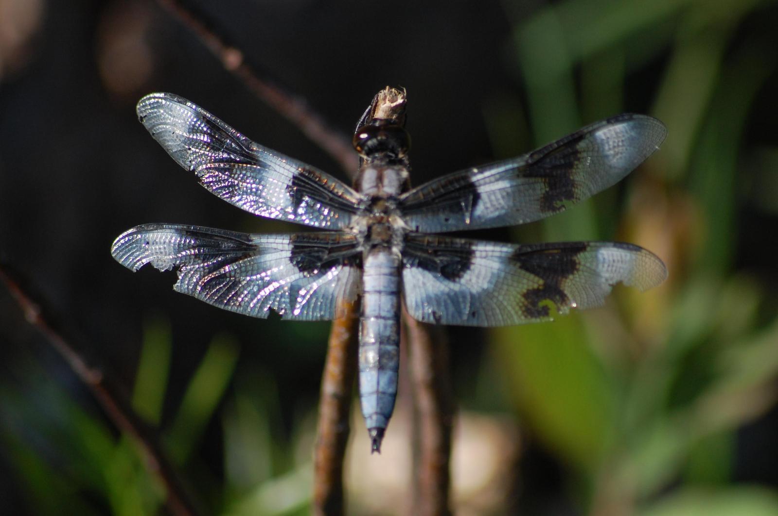 Eight-spotted Skimmer Photo by Ted Goshulak