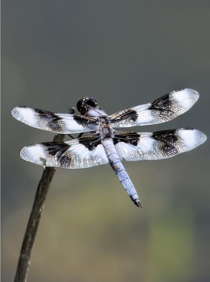 Eight-spotted Skimmer Photo by Dan Tallman