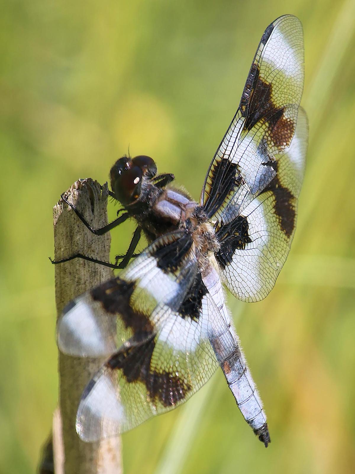 Eight-spotted Skimmer Photo by Dan Tallman