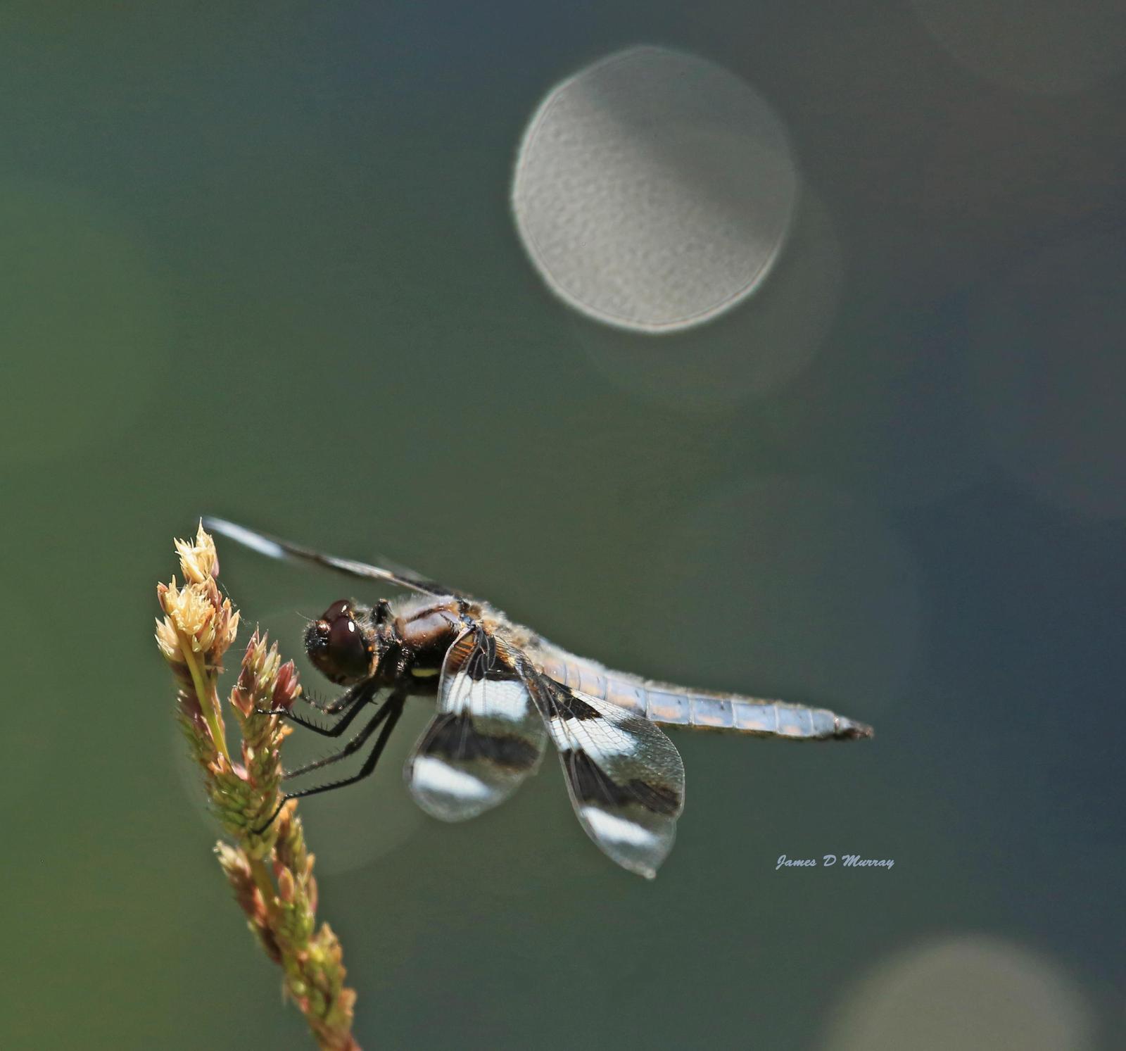 Eight-spotted Skimmer Photo by Jim  Murray