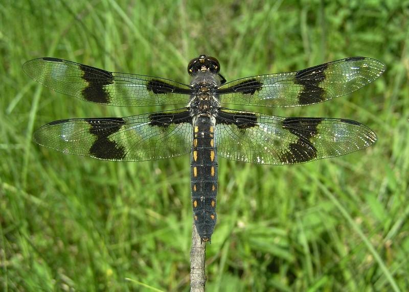 Eight-spotted Skimmer Photo by Nathan Kohler