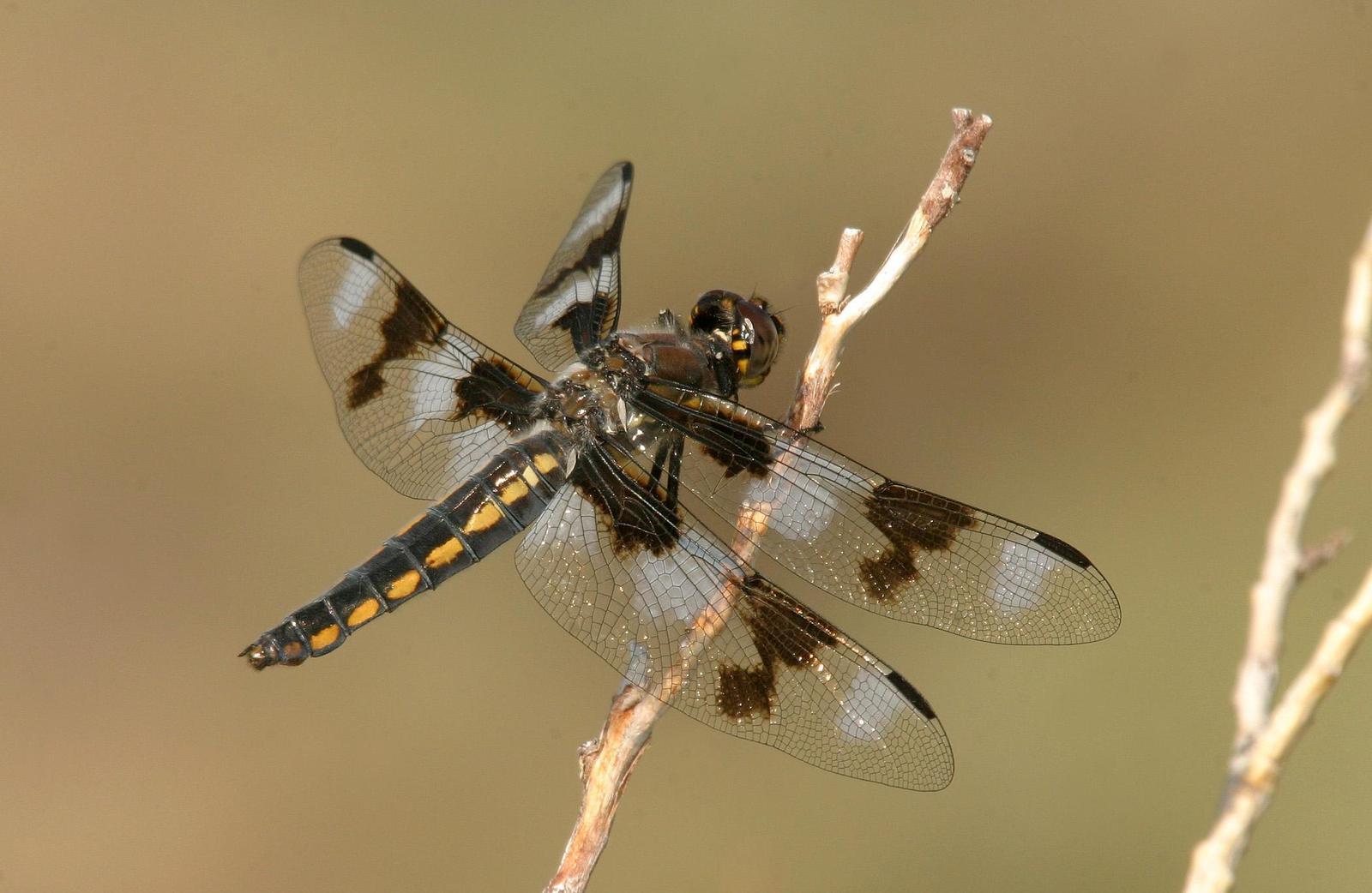 Eight-spotted Skimmer Photo by zach smith
