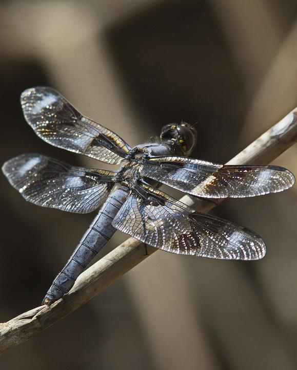 Eight-spotted Skimmer Photo by Alison Sheehey