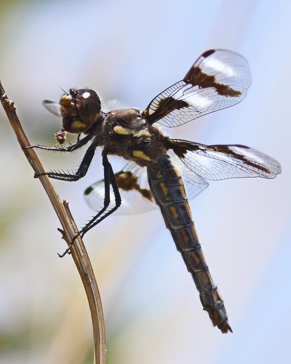 Eight-spotted Skimmer Photo by Alison Sheehey