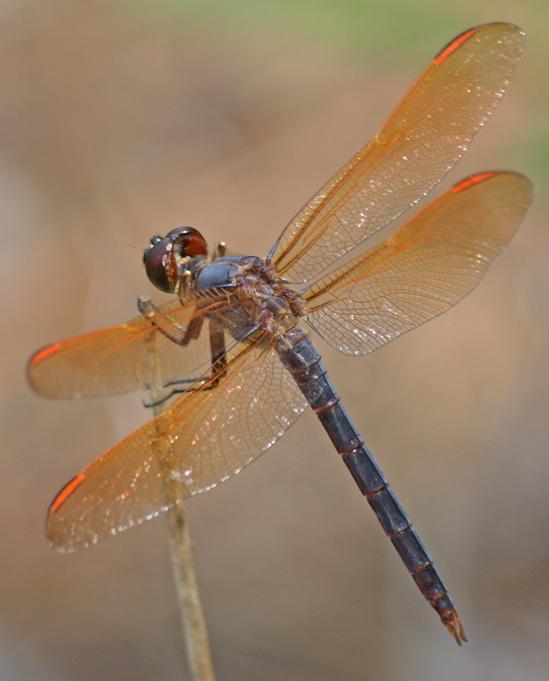 Purple Skimmer Photo by Terry Hibbitts