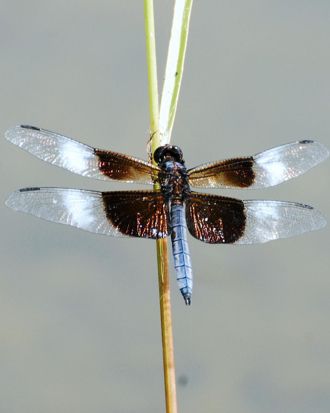 Widow Skimmer Photo by David Hollie