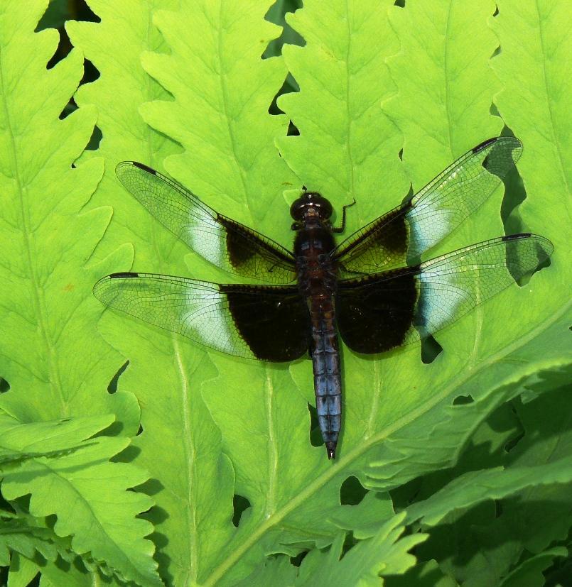 Widow Skimmer Photo by Victor Fazio