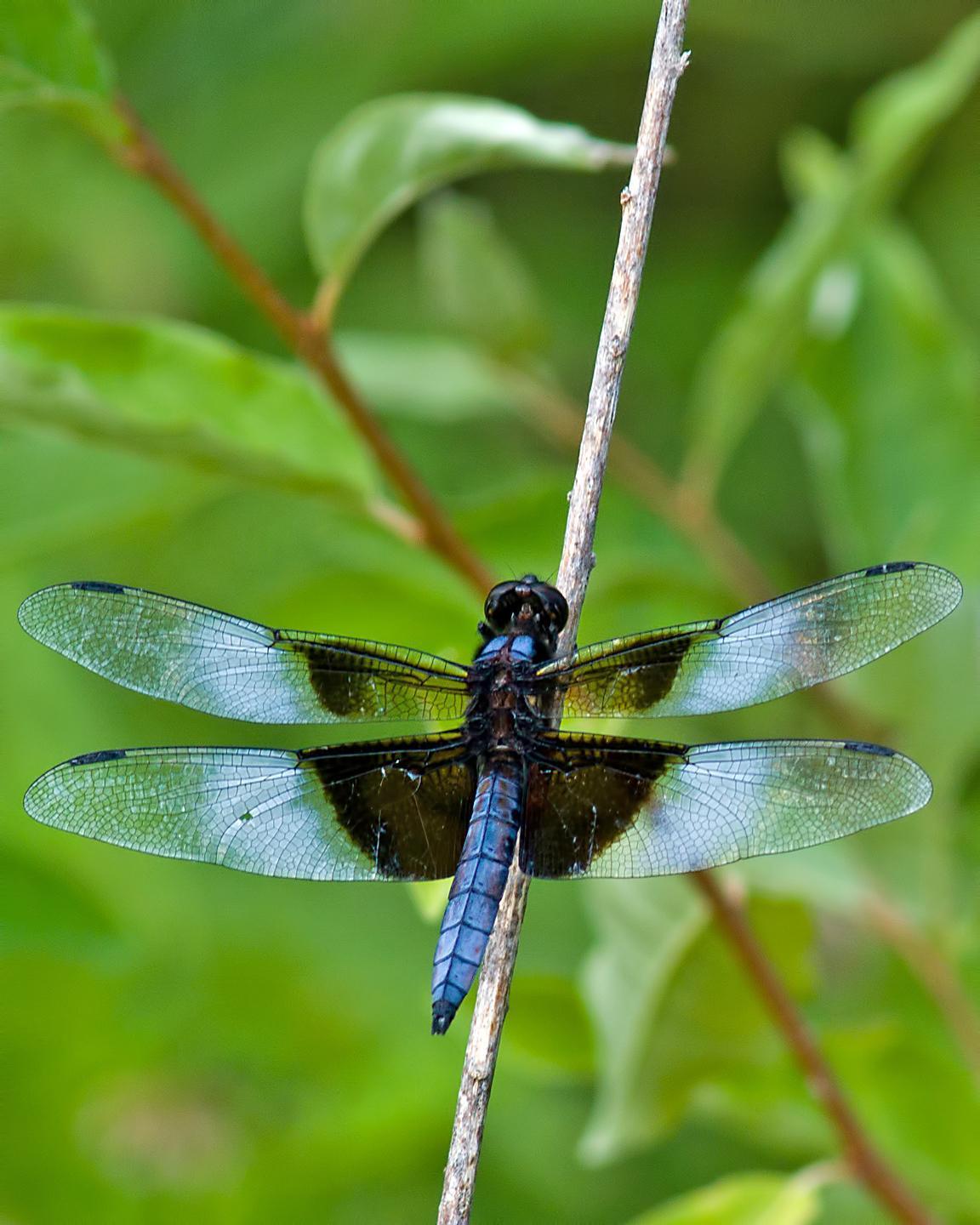 Widow Skimmer Photo by Rob Dickerson