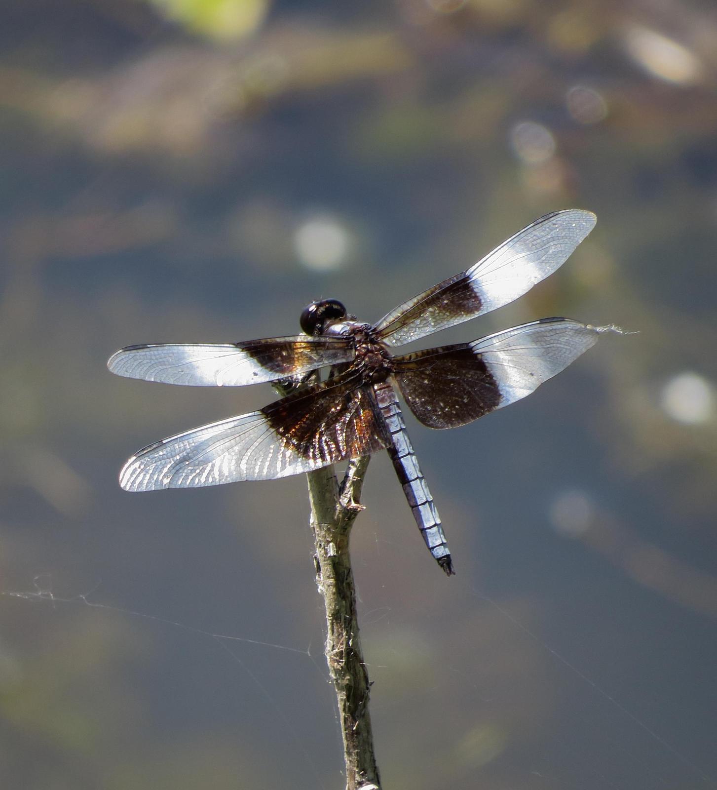 Widow Skimmer Photo by Kent Jensen