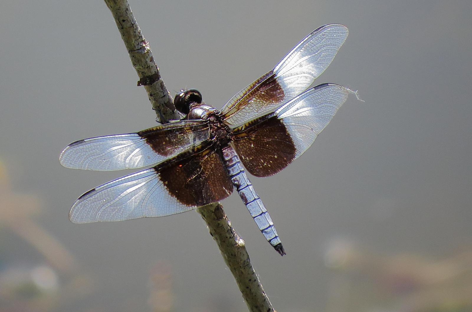 Widow Skimmer Photo by Kent Jensen