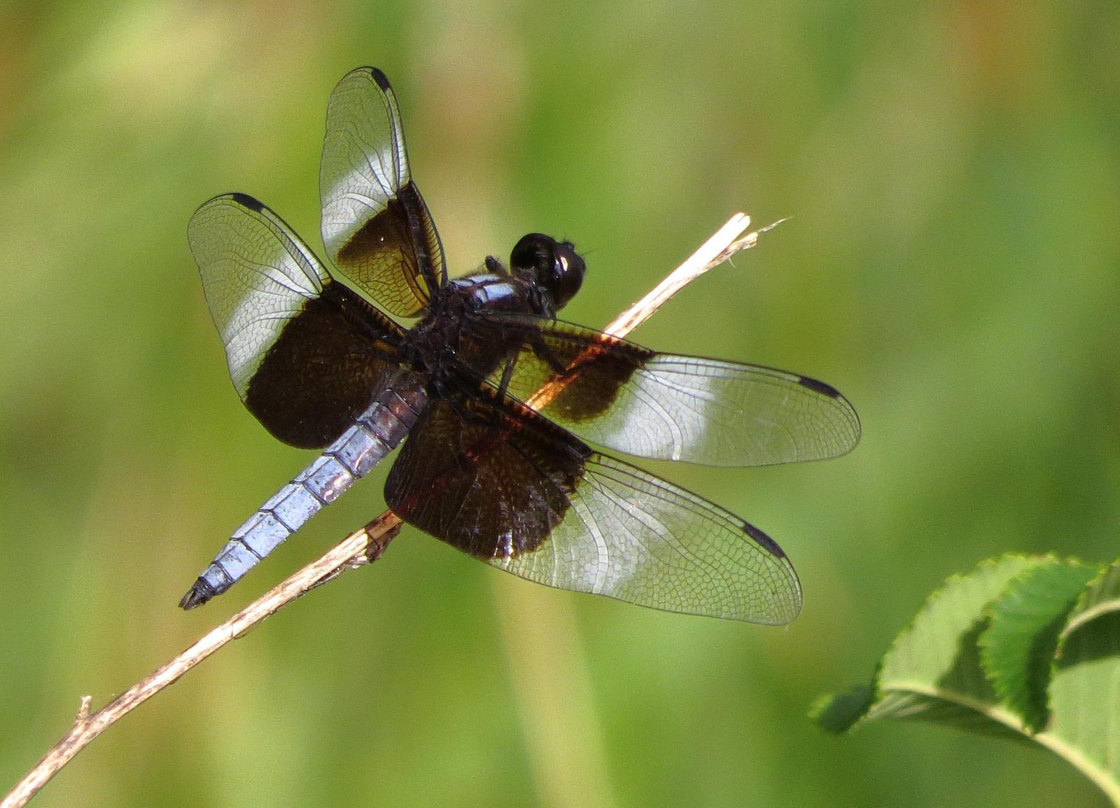 Widow Skimmer Photo by Kent Jensen