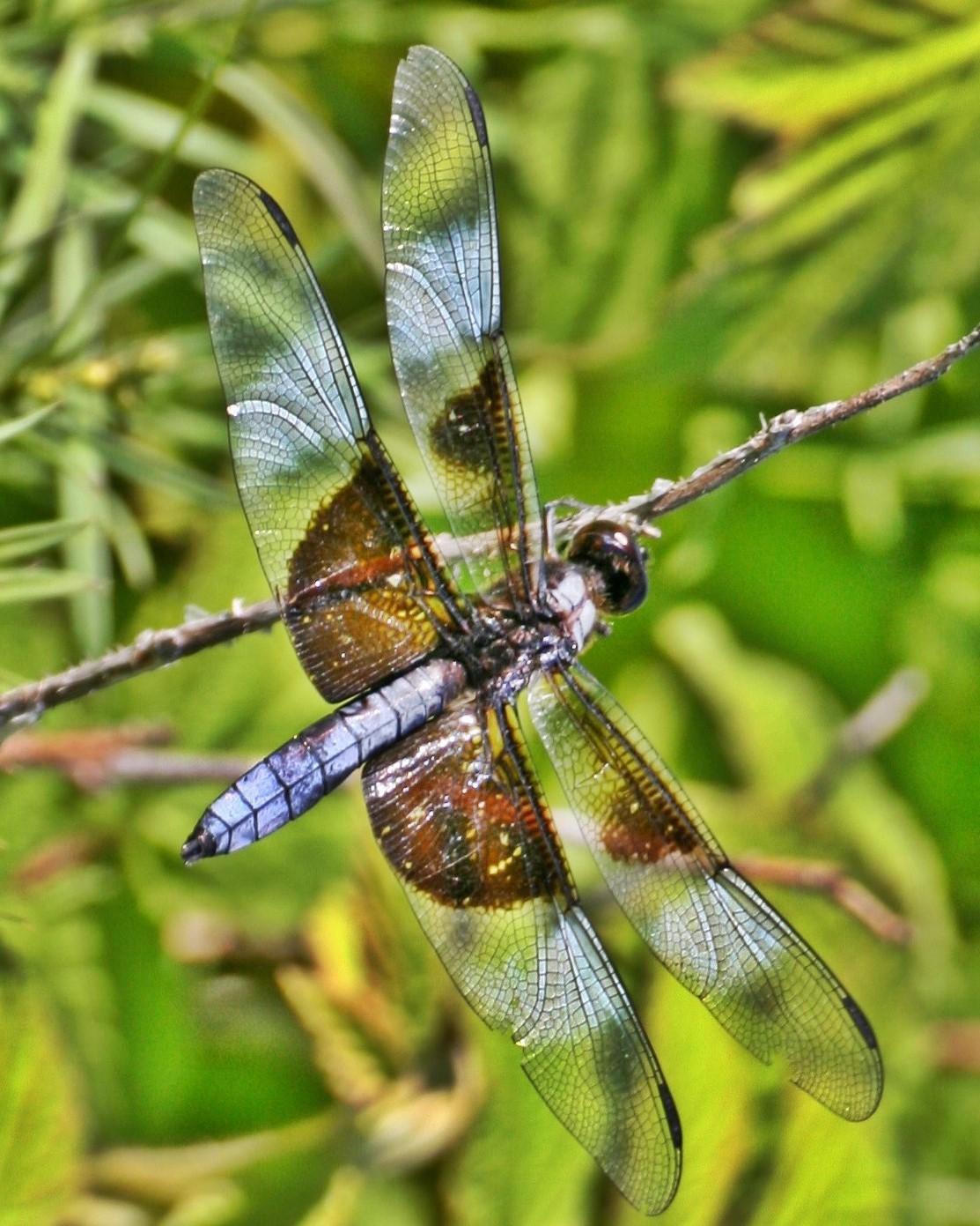 Widow Skimmer Photo by Andrew Theus