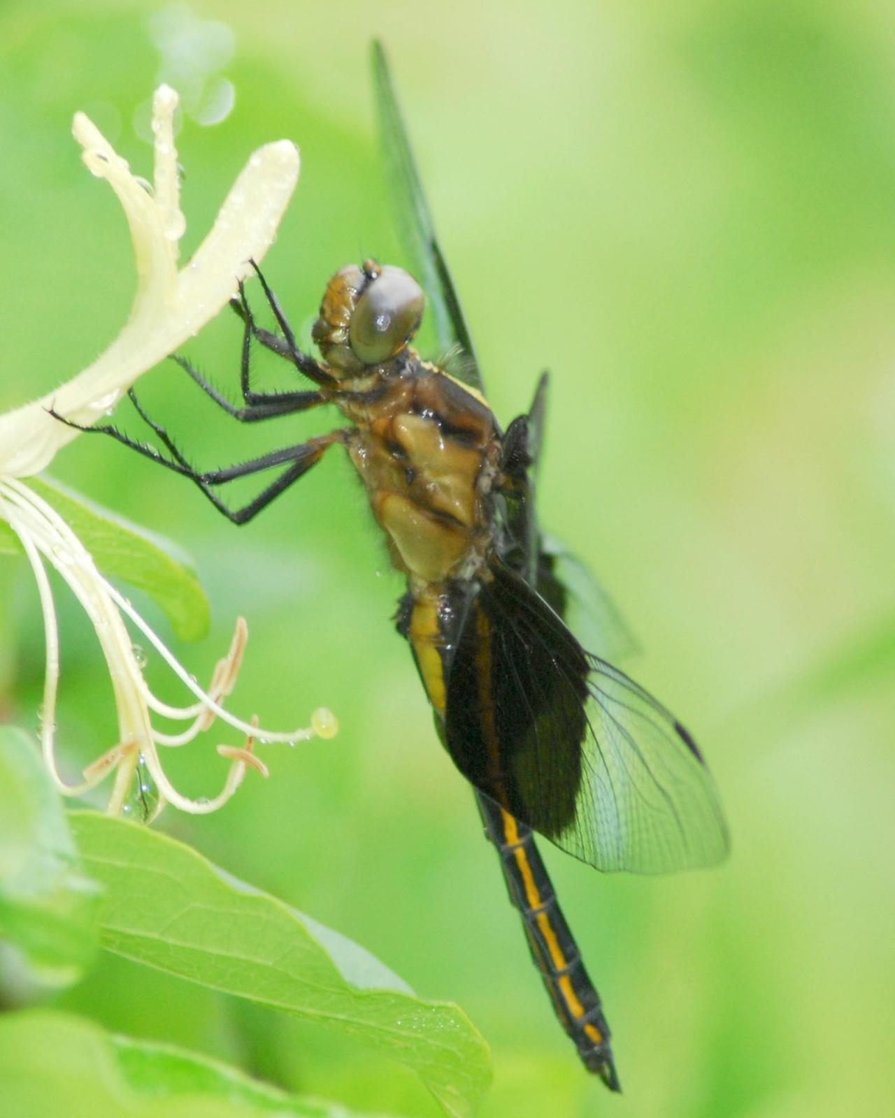 Widow Skimmer Photo by David Hollie