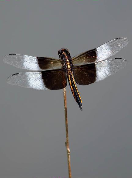 Widow Skimmer Photo by Dan Tallman