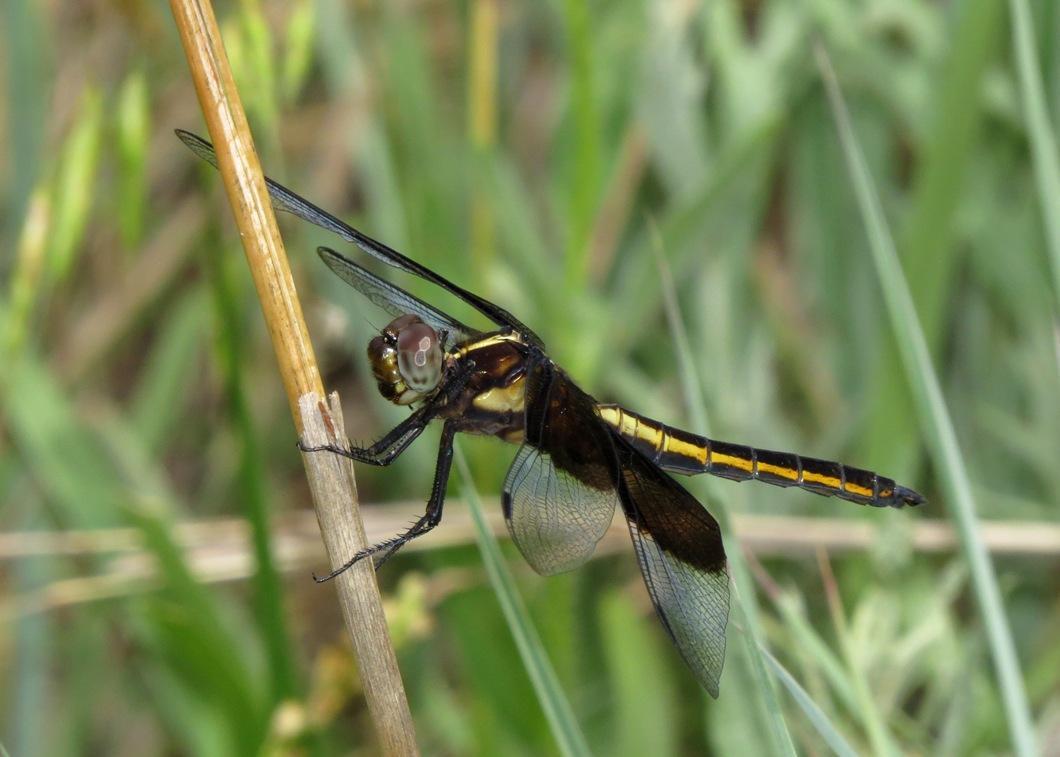 Widow Skimmer Photo by Victor Fazio