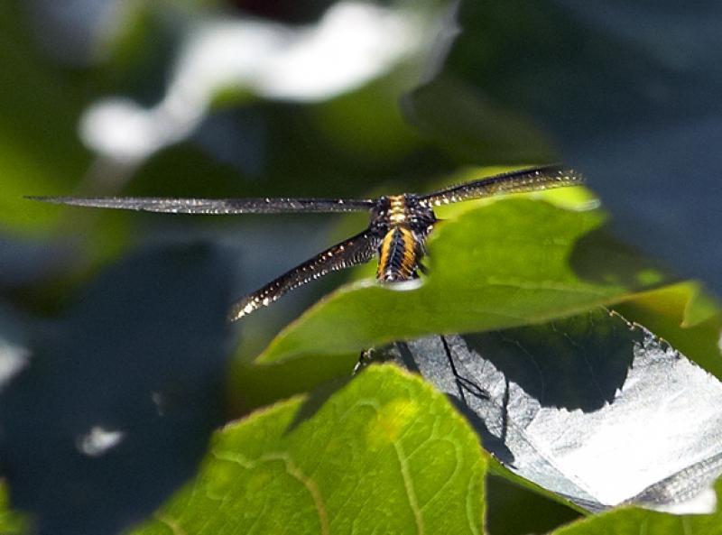 Widow Skimmer Photo by Dan Tallman