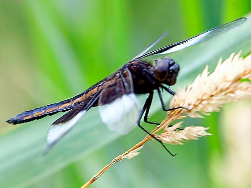 Widow Skimmer Photo by Dan Tallman