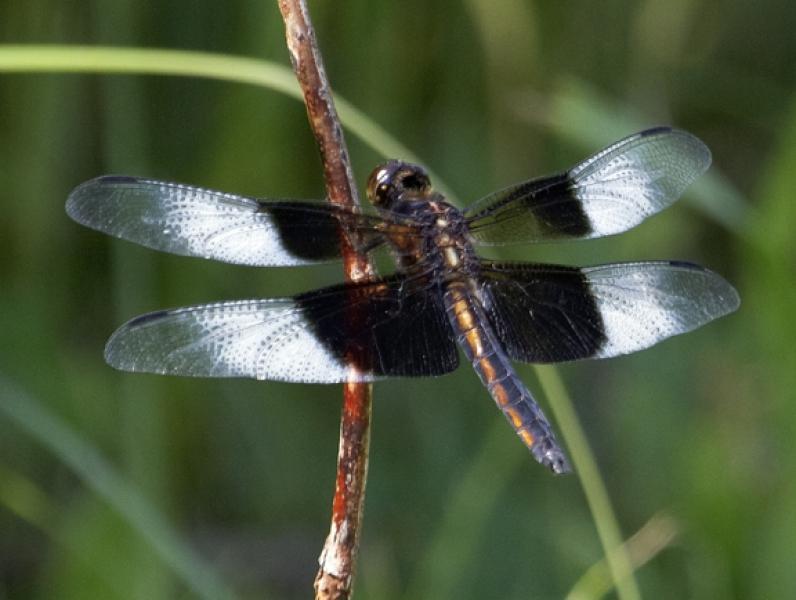 Widow Skimmer Photo by Dan Tallman