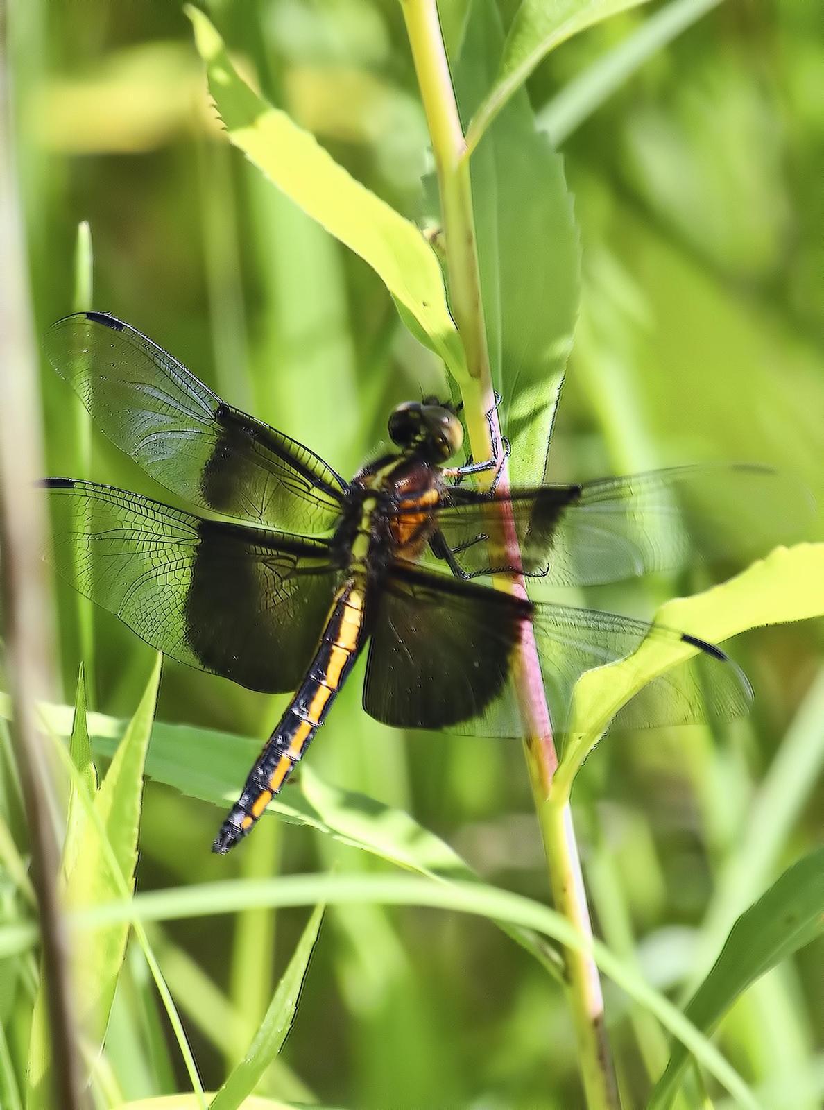 Widow Skimmer Photo by Dan Tallman