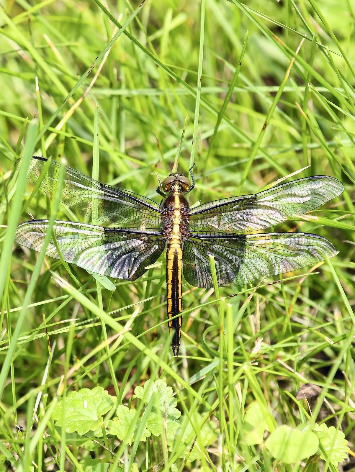 Widow Skimmer Photo by Dan Tallman