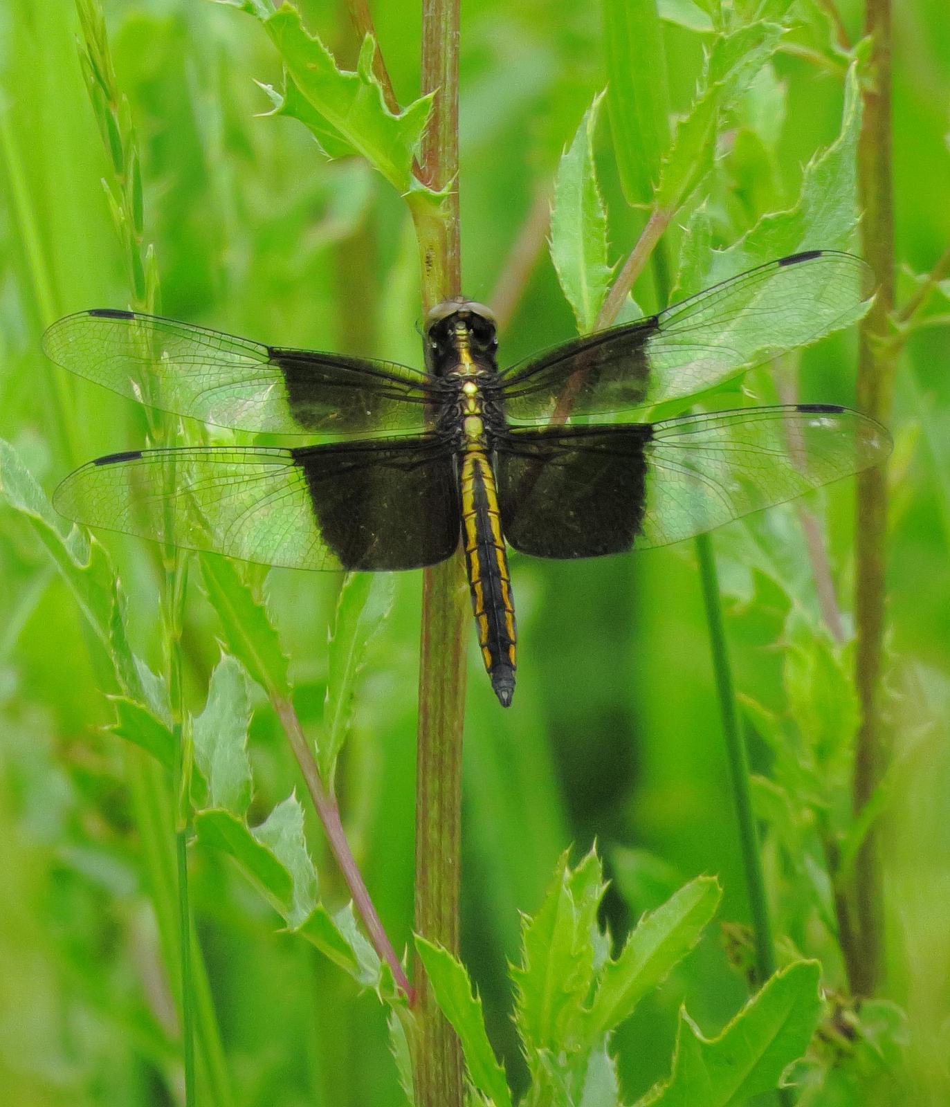 Widow Skimmer Photo by Kent Jensen