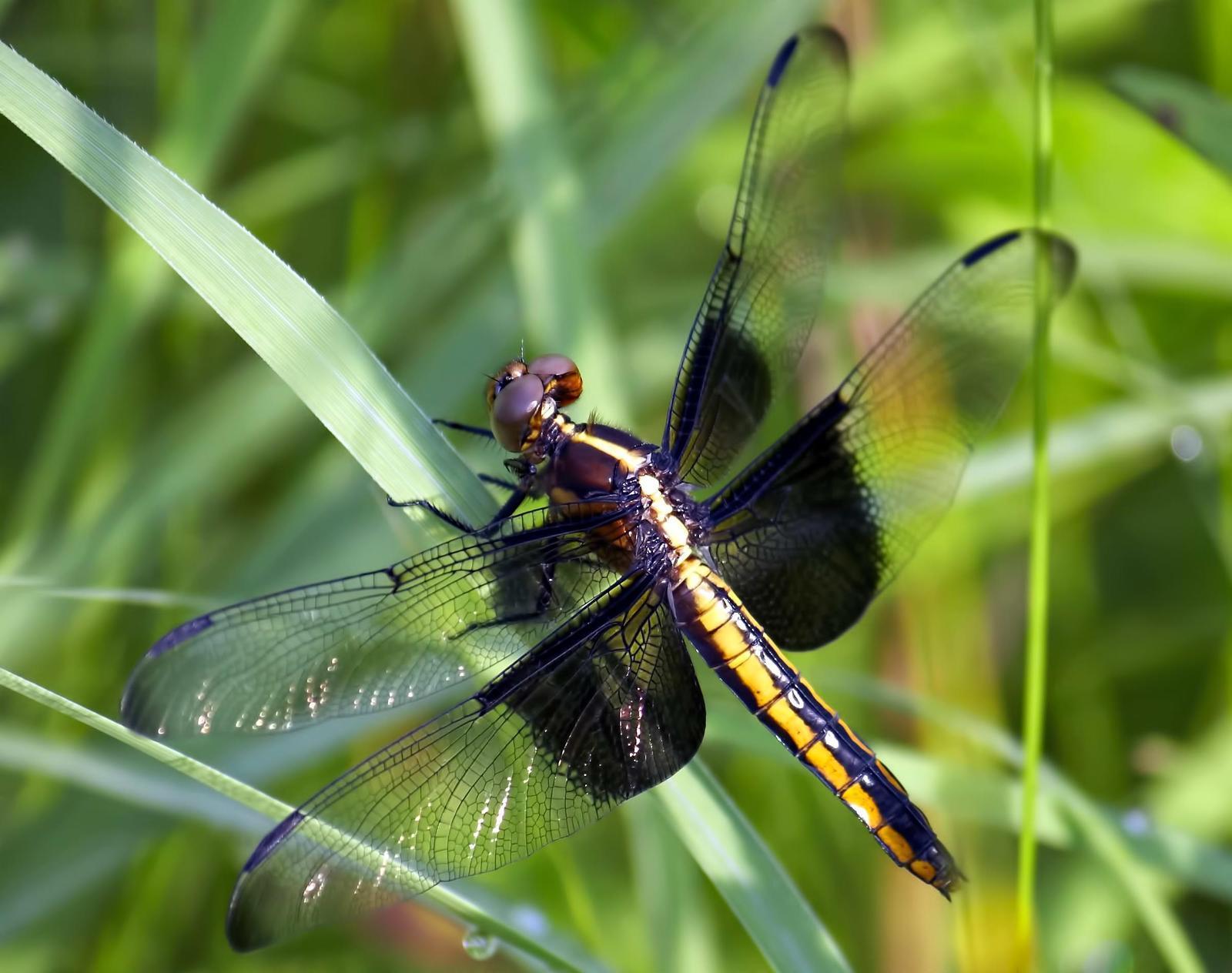 Widow Skimmer Photo by Dan Tallman