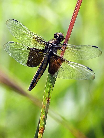 Widow Skimmer Photo by Dan Tallman