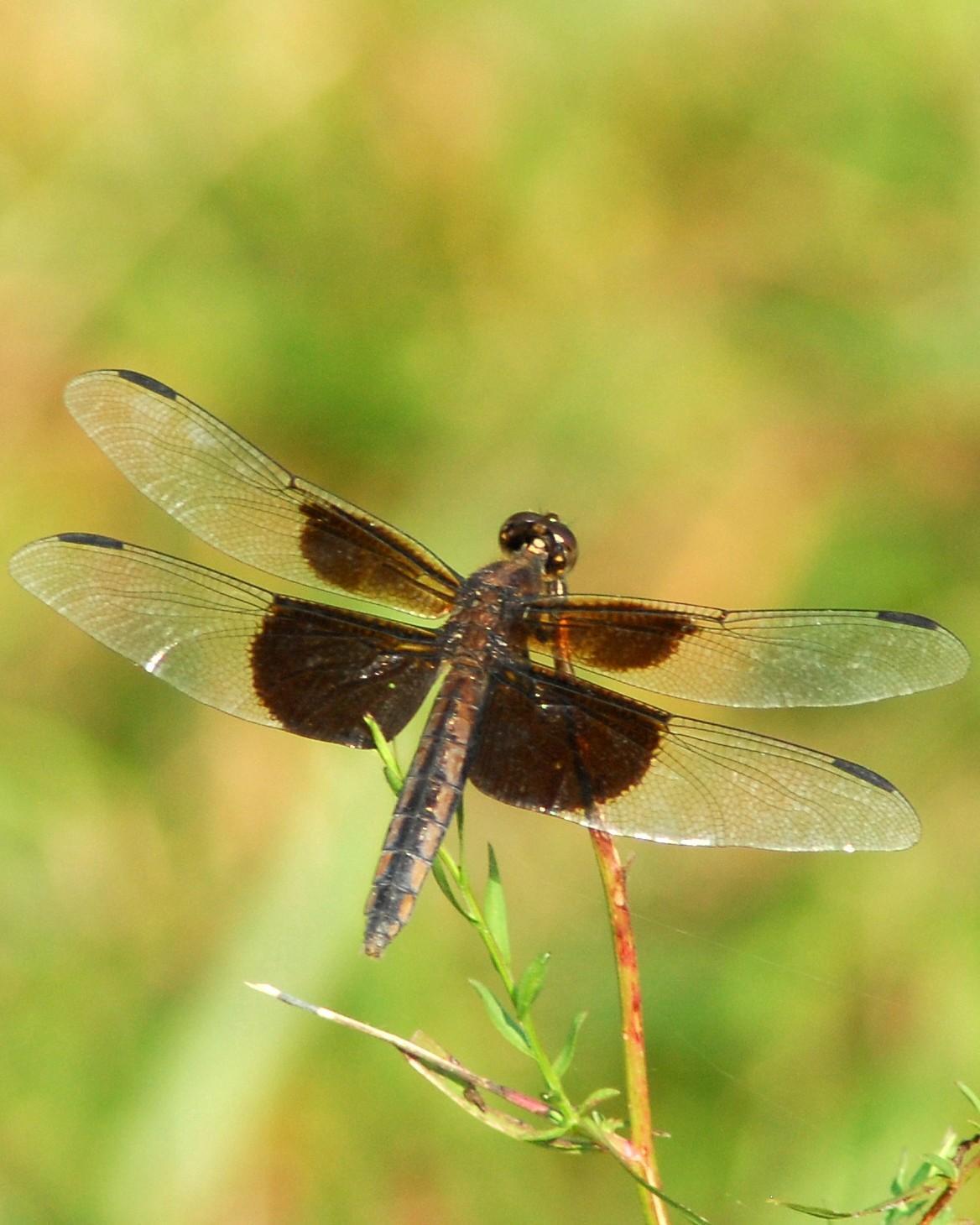 Widow Skimmer Photo by David Hollie