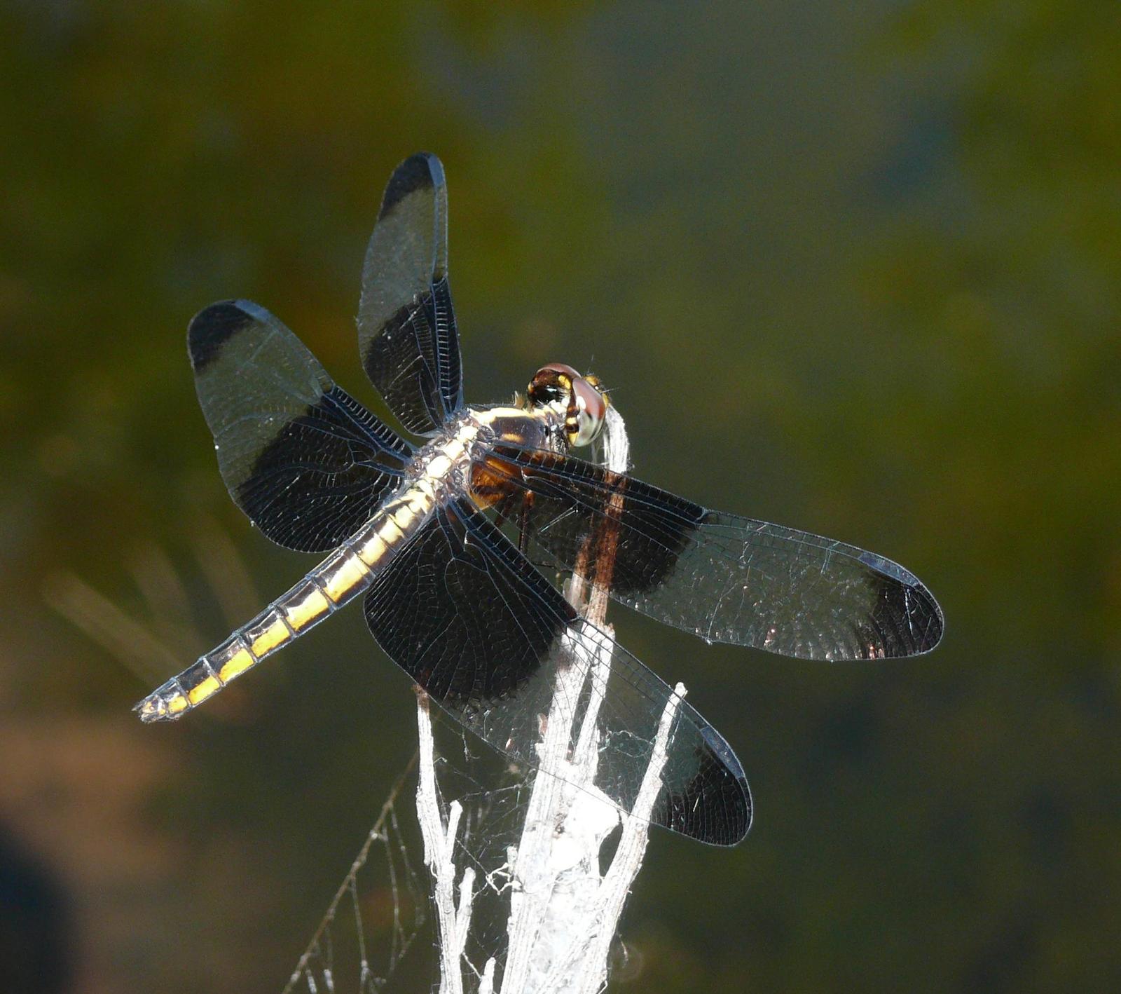 Widow Skimmer Photo by Victor Fazio