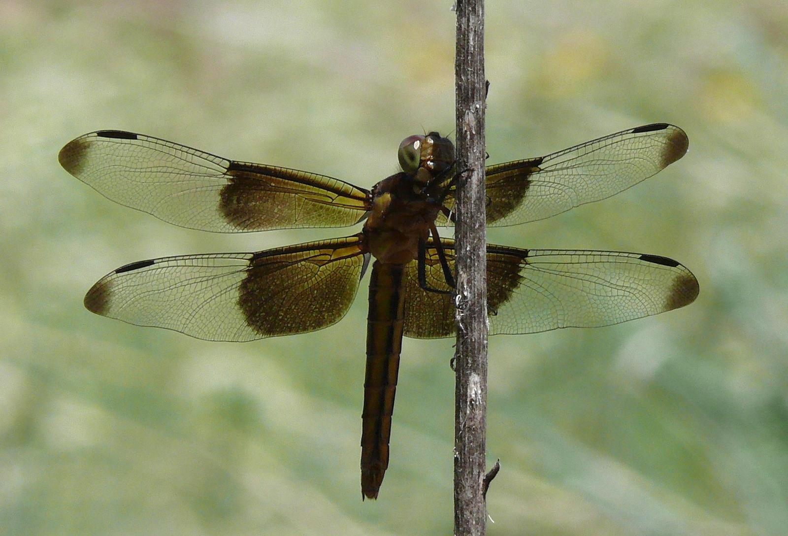 Widow Skimmer Photo by Victor Fazio