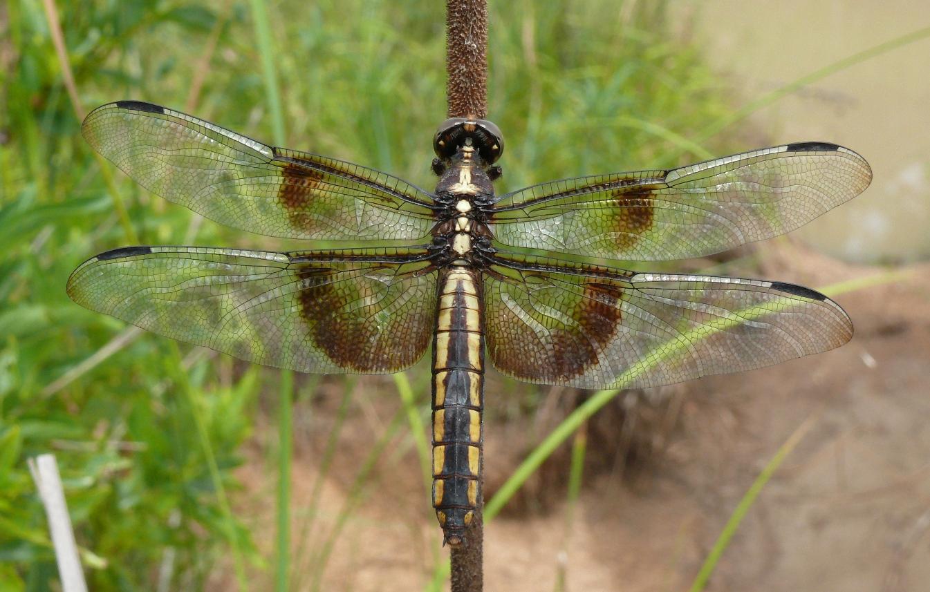 Widow Skimmer Photo by Victor Fazio