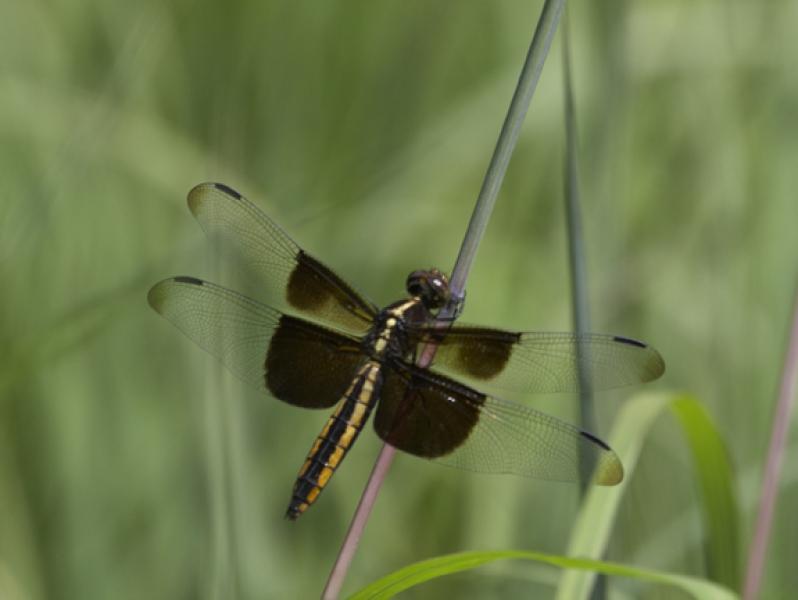 Widow Skimmer Photo by Dan Tallman