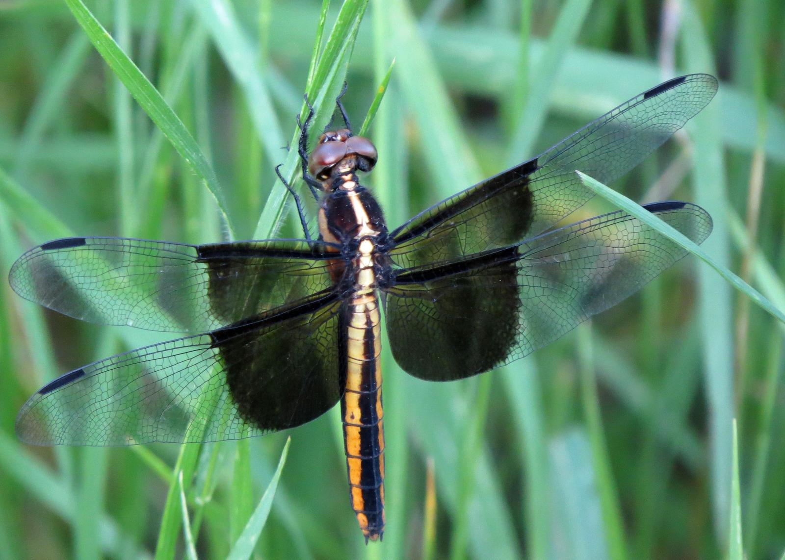 Widow Skimmer Photo by Kelly Preheim