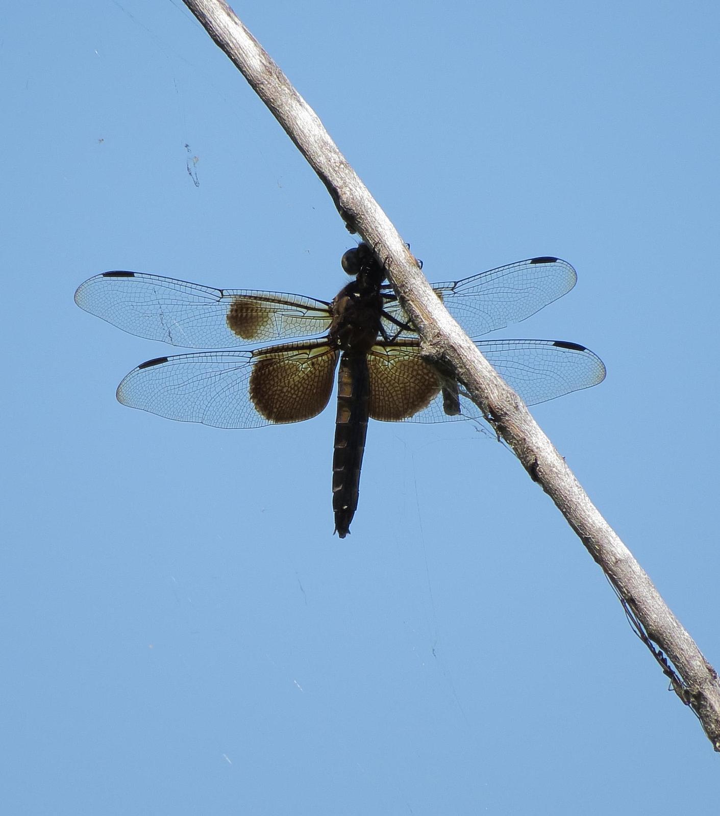 Widow Skimmer Photo by Kent Jensen