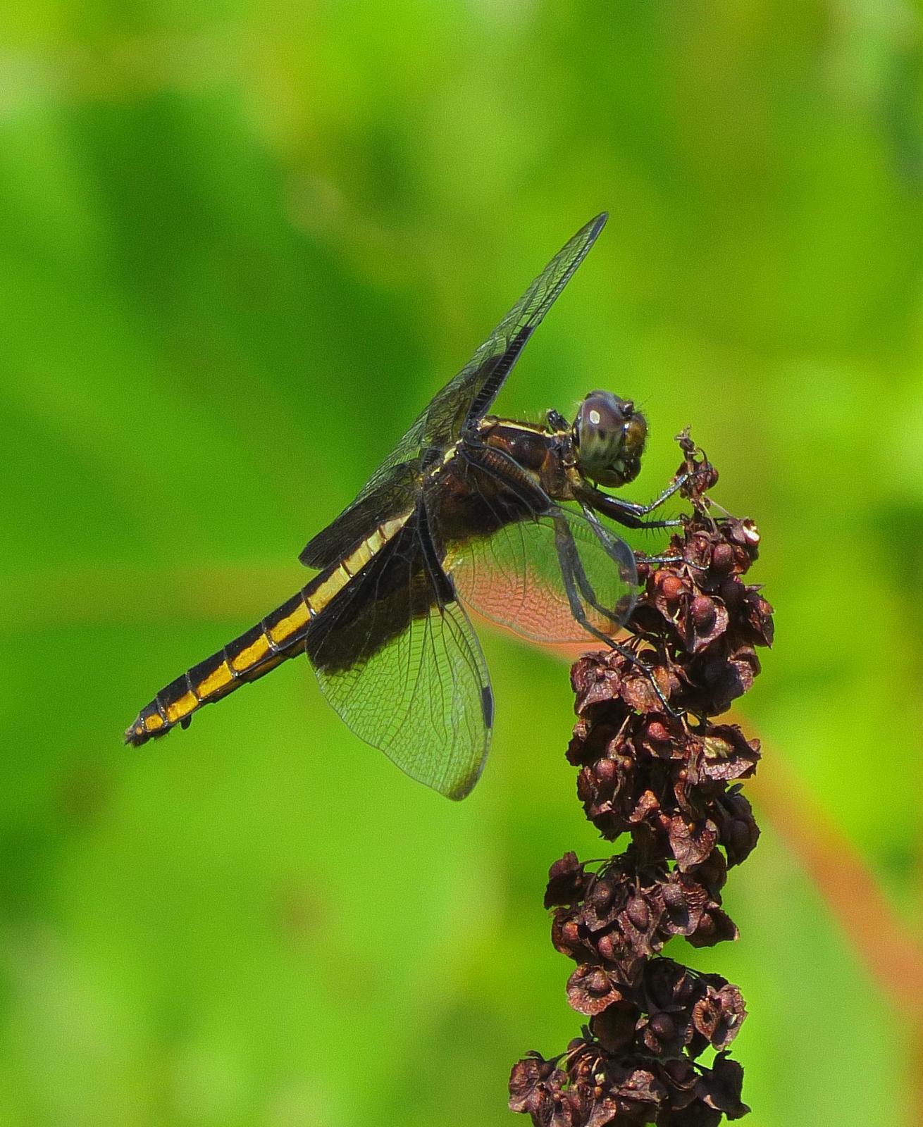 Widow Skimmer Photo by Kent Jensen