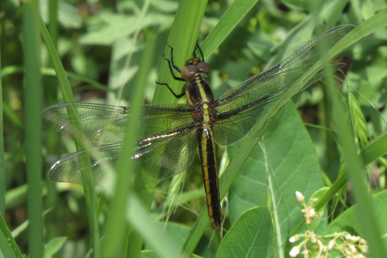 Widow Skimmer Photo by Victor Fazio