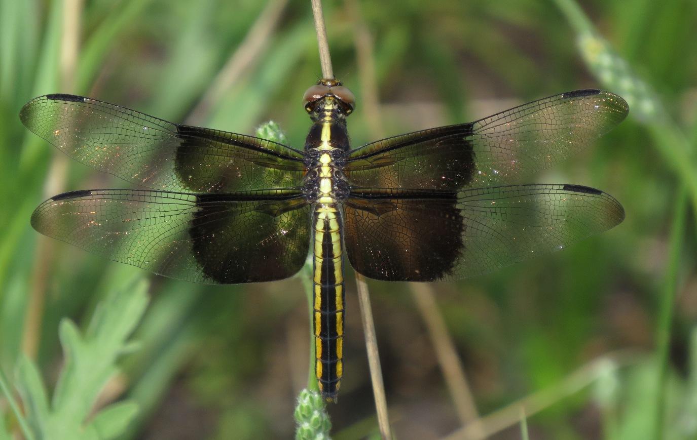 Widow Skimmer Photo by Victor Fazio