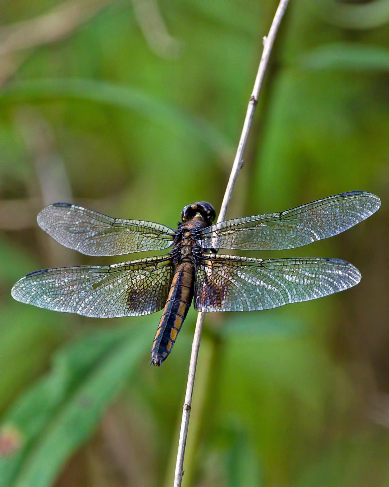 Widow Skimmer Photo by Rob Dickerson