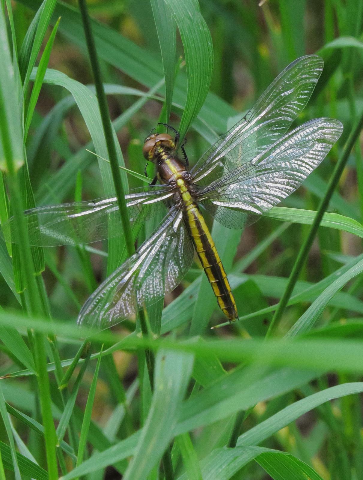 Widow Skimmer Photo by Kent Jensen