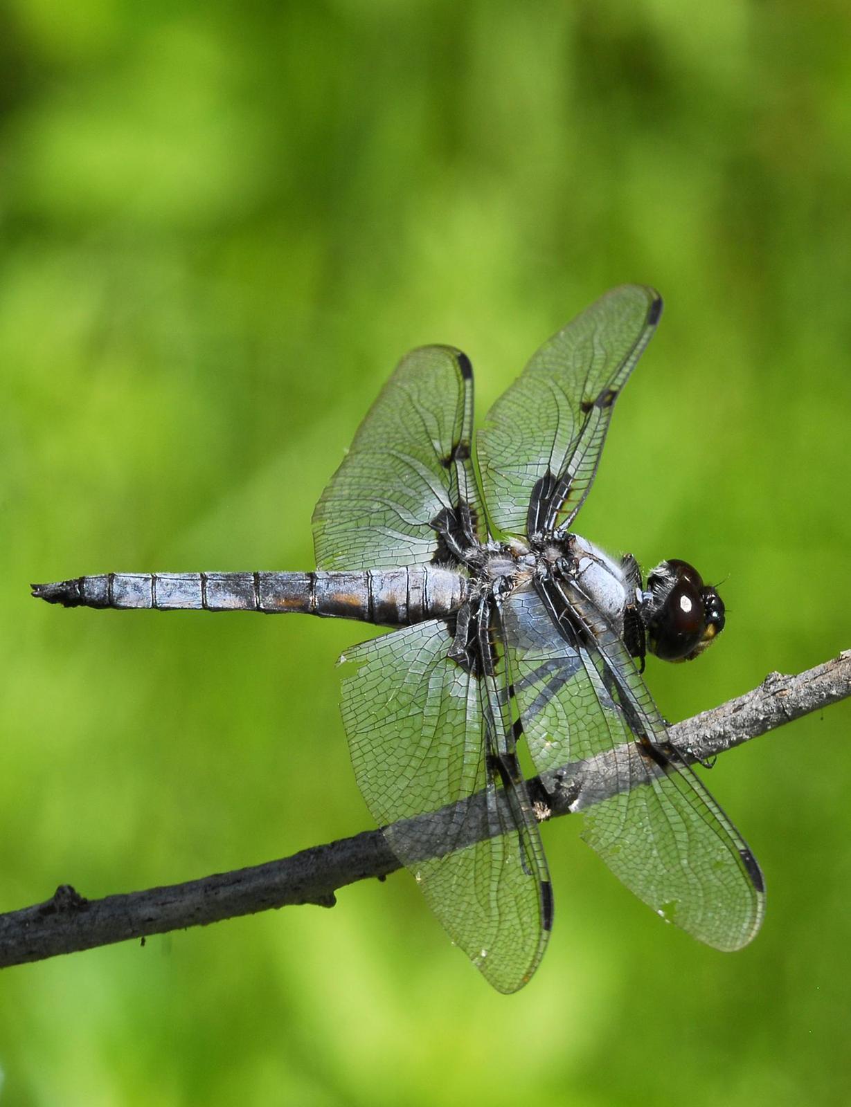 Hoary Skimmer Photo by Robert Behrstock