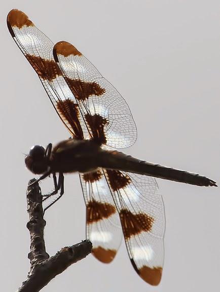 Twelve-spotted Skimmer Photo by Dan Tallman