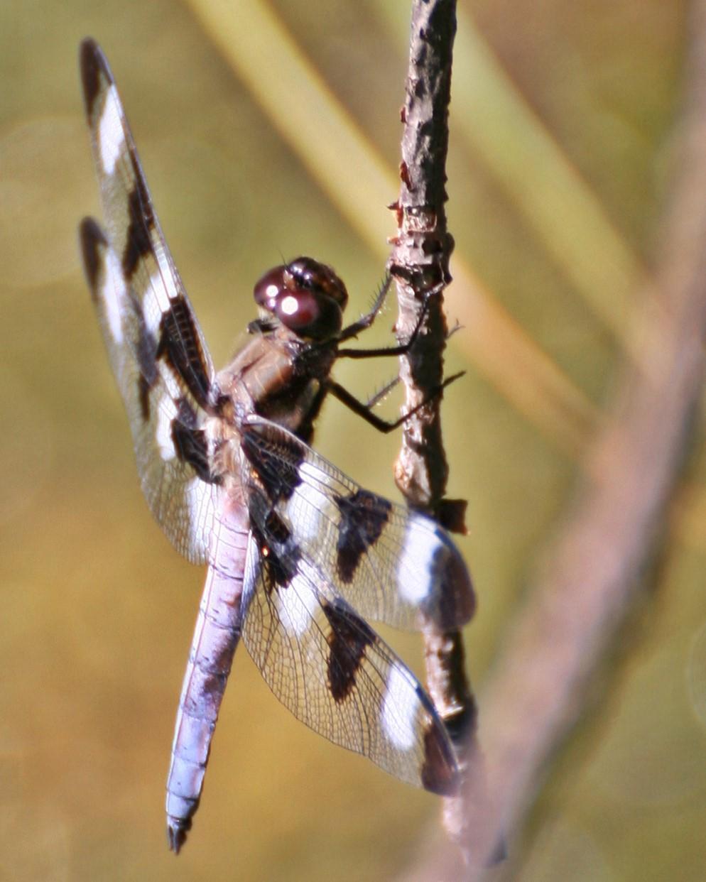 Twelve-spotted Skimmer Photo by Andrew Theus