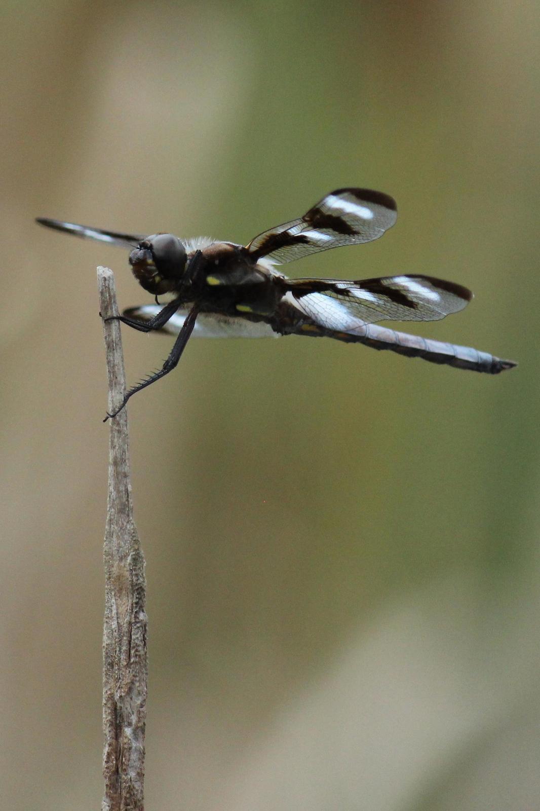 Twelve-spotted Skimmer Photo by Kristy Baker